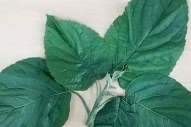 Ăn lá lộc mại kèm thịt chó, người phụ nữ phải vào viện cấp cứu