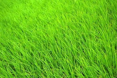 Bên cánh đồng xanh non