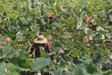 Trồng sen kết hợp nuôi cá, nông dân thu lãi 200 triệu đồng mỗi vụ