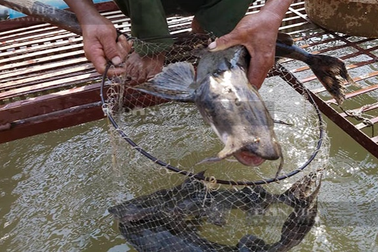 "Thủy quái" sông Lô mang lại nguồn thu hơn nửa tỷ đồng mỗi năm