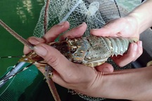 Nghiên cứu nuôi tôm hùm trên bờ giúp lợi nhuận tăng, đầu tư giảm