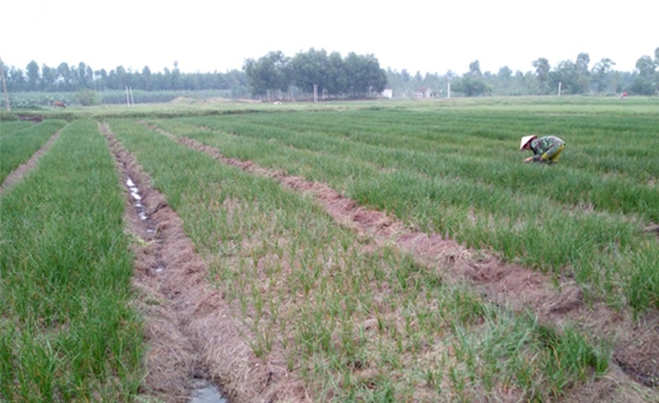 Hà Tĩnh: Dùng rơm làm áo cho hành, kiếm hàng chục triệu đồng - 4 Hà Tĩnh: Dùng rơm làm áo cho hành, kiếm hàng chục triệu đồng - 4