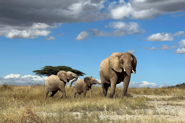 Loài voi châu Phi biết gọi nhau bằng tên riêng