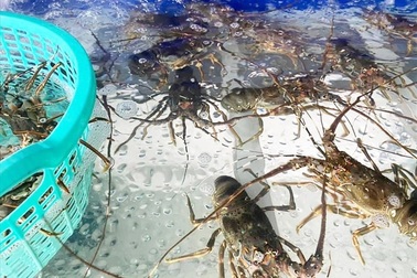 Hải sản "hạng sang" bán rẻ chưa từng thấy