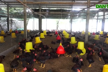 Lão nông Tiền Giang và giống gà đặc biệt do mình tự lai tạo.