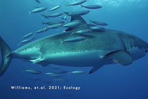 "Liều chết" bơi cạnh cá mập, những con cá này thật ra định làm gì?