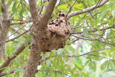 Cụ ông 86 tuổi bị ong vò vẽ nuôi trong vườn đốt tử vong