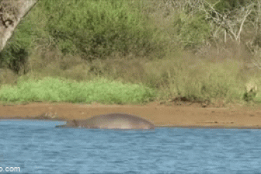 Mải mê tắm bùn, lợn bướu suýt mất mạng trước sư tử
