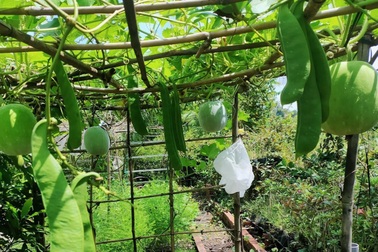 Mẹ đảm tại Tây Ninh cải tạo đất trũng làm vườn trồng rau sạch chữa bệnh