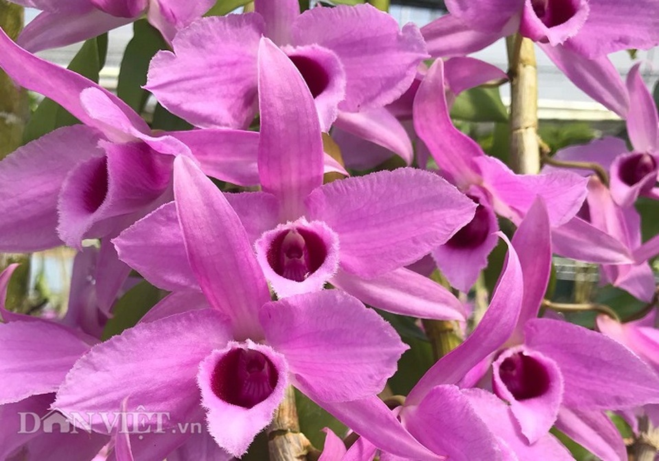 Giàn phong lan giả hạc thanh củi khủng của 9X Lâm Đồng - 6 Giàn phong lan giả hạc thanh củi khủng của 9X Lâm Đồng - 6