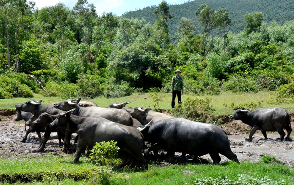 Sau 30 năm bền bỉ “rót” mồ hôi xuống rừng hoang, cựu binh thành tỷ phú - 2 Sau 30 năm bền bỉ “rót” mồ hôi xuống rừng hoang, cựu binh thành tỷ phú - 2