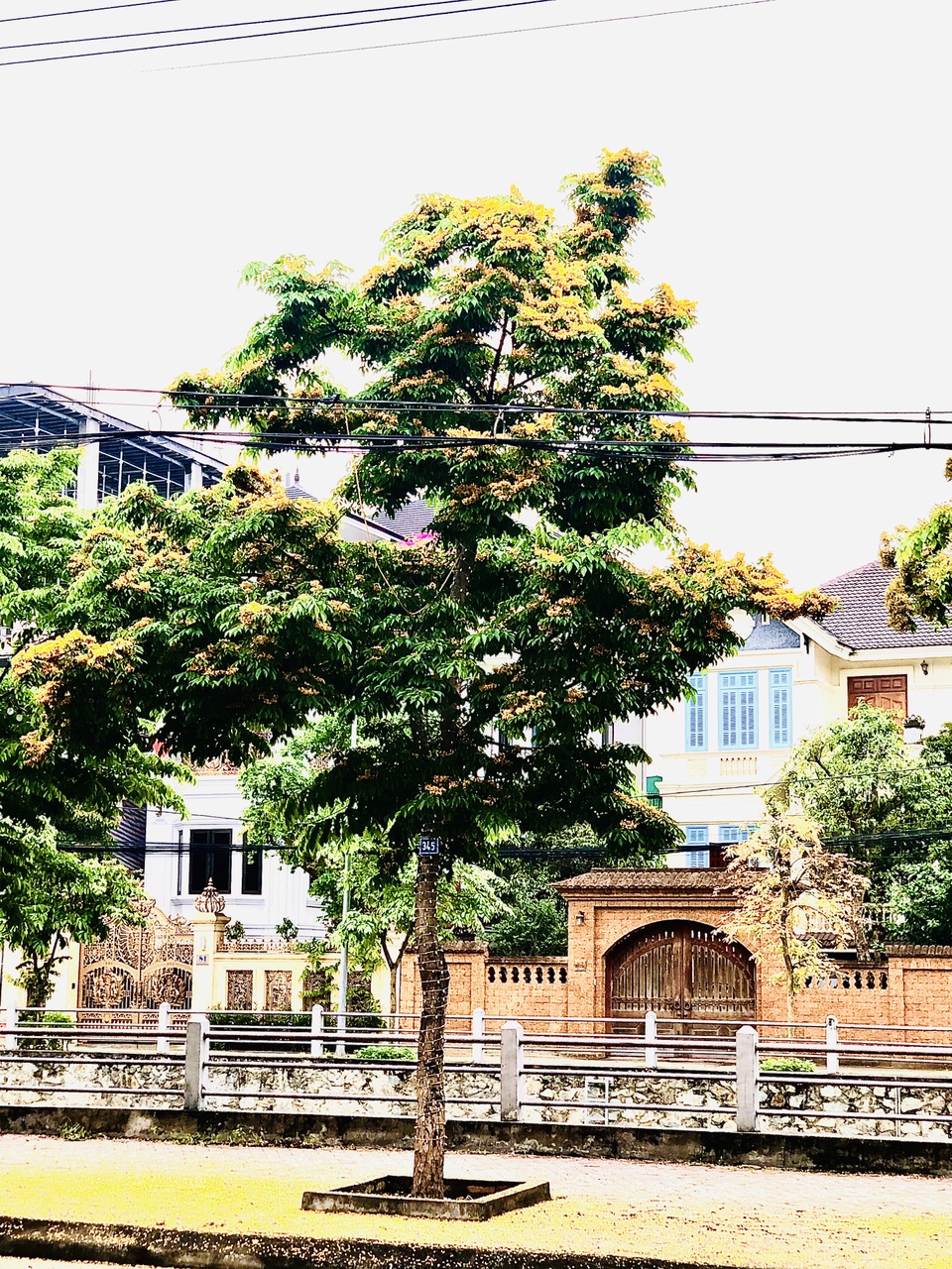 Mùa hoa Giáng Hương rực rỡ thành Vinh - 27 Mùa hoa Giáng Hương rực rỡ thành Vinh - 27