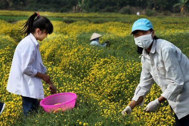Nữ sinh nườm nượp rủ nhau kiếm tiền trên cánh đồng đẹp như mơ