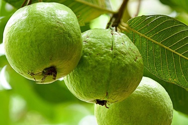 Ăn loại quả này vào buổi sáng giúp hạ đường huyết