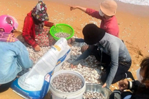 Sò huyết dạt trắng bờ biển, mang bao tải đi vớt kiếm tiền triệu