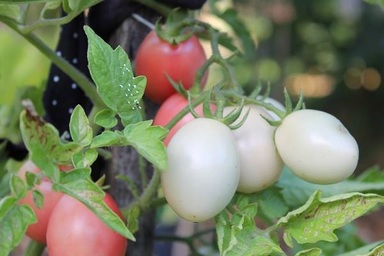 Rau sạch vườn nhà: Trồng cây lấy quả không hề khó