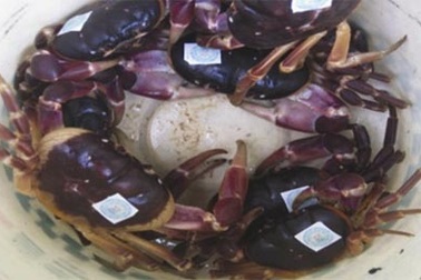 Dán nhãn bảo vệ cua đá Cù Lao Chàm