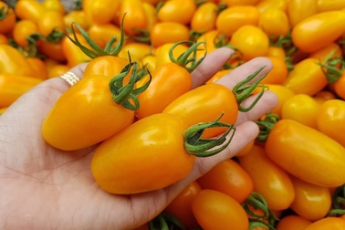 Nông dân Việt kiếm tiền tỷ từ cà chua... bón trứng, nấm tưới bia hơi