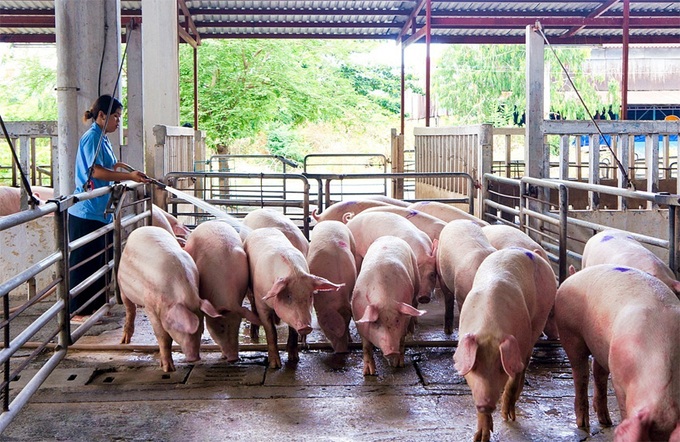Giá lợn hơi hôm nay 30/9: Cả 3 miền tiếp tục giảm - Ảnh 1. Giá lợn hơi hôm nay 30/9: Cả 3 miền tiếp tục giảm - Ảnh 1.