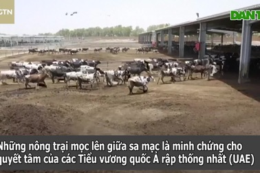 Trồng rau, nuôi bò sữa, cá hồi giữa sa mạc nắng gió