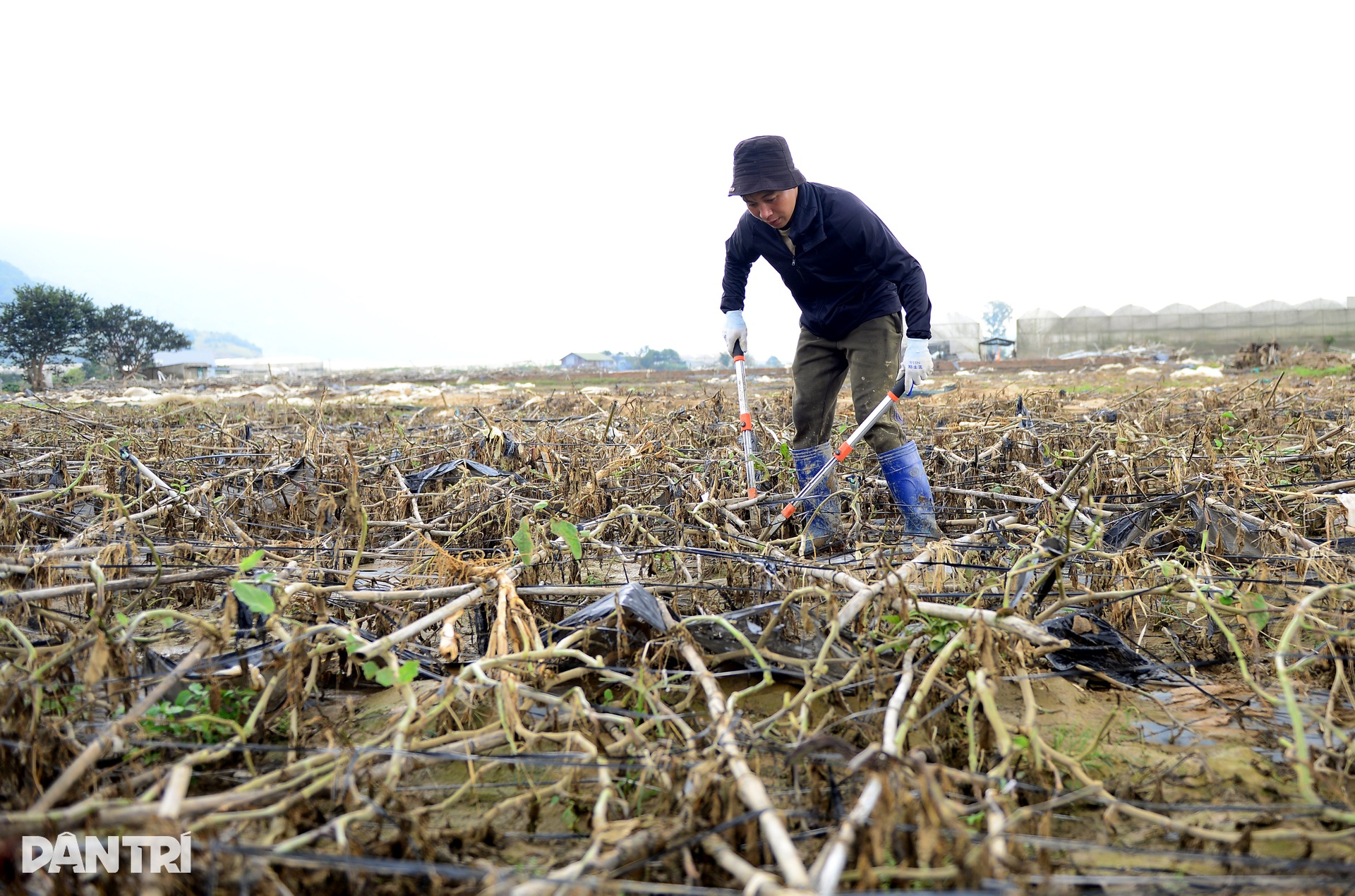 Lũ lịch sử cuốn phăng “thủ phủ” rau Lâm Đồng, đồng ruộng hoang lạnh - 11 Lũ lịch sử cuốn phăng “thủ phủ” rau Lâm Đồng, đồng ruộng hoang lạnh - 11