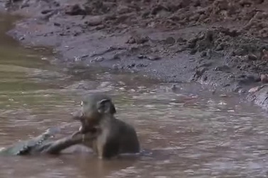 Khỉ may mắn thoát khỏi hàm răng cá sấu