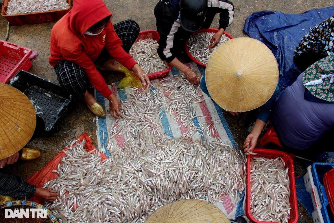 Ngư dân ven biển trúng đậm cá cơm - 5 Ngư dân ven biển trúng đậm cá cơm - 5