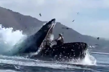 Thót tim cảnh cá voi lưng gù suýt nuốt chửng hai phụ nữ trên thuyền kayak