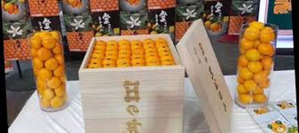 Khách hàng mạnh tay chi 200 triệu đồng mua một thùng quýt hồng đắt giá - 1 Khách hàng mạnh tay chi 200 triệu đồng mua một thùng quýt hồng đắt giá - 1