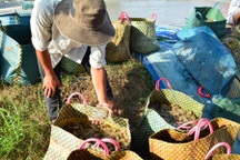 Phạt một thương lái Trung Quốc "đội lốt" khách du lịch thu mua hải sản