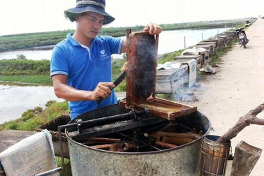 Ninh Bình: Kiếm tiền nhờ đưa ong đi lấy mật hoa sú vẹt