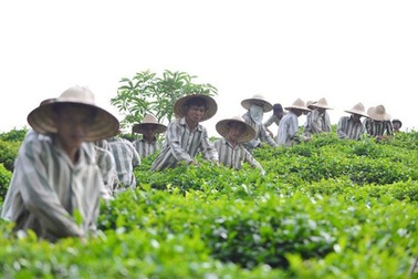 Đưa phạm nhân ra ngoài trại lao động, lương thưởng trả thế nào?