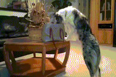 Chó lục túi lấy trộm tiền của bà chủ đem cho ông chủ