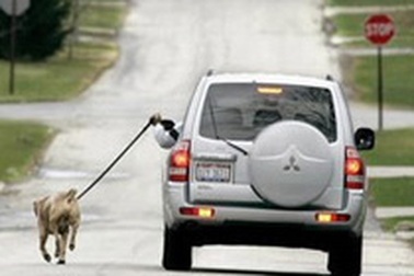 Dùng ôtô dắt chó đi dạo