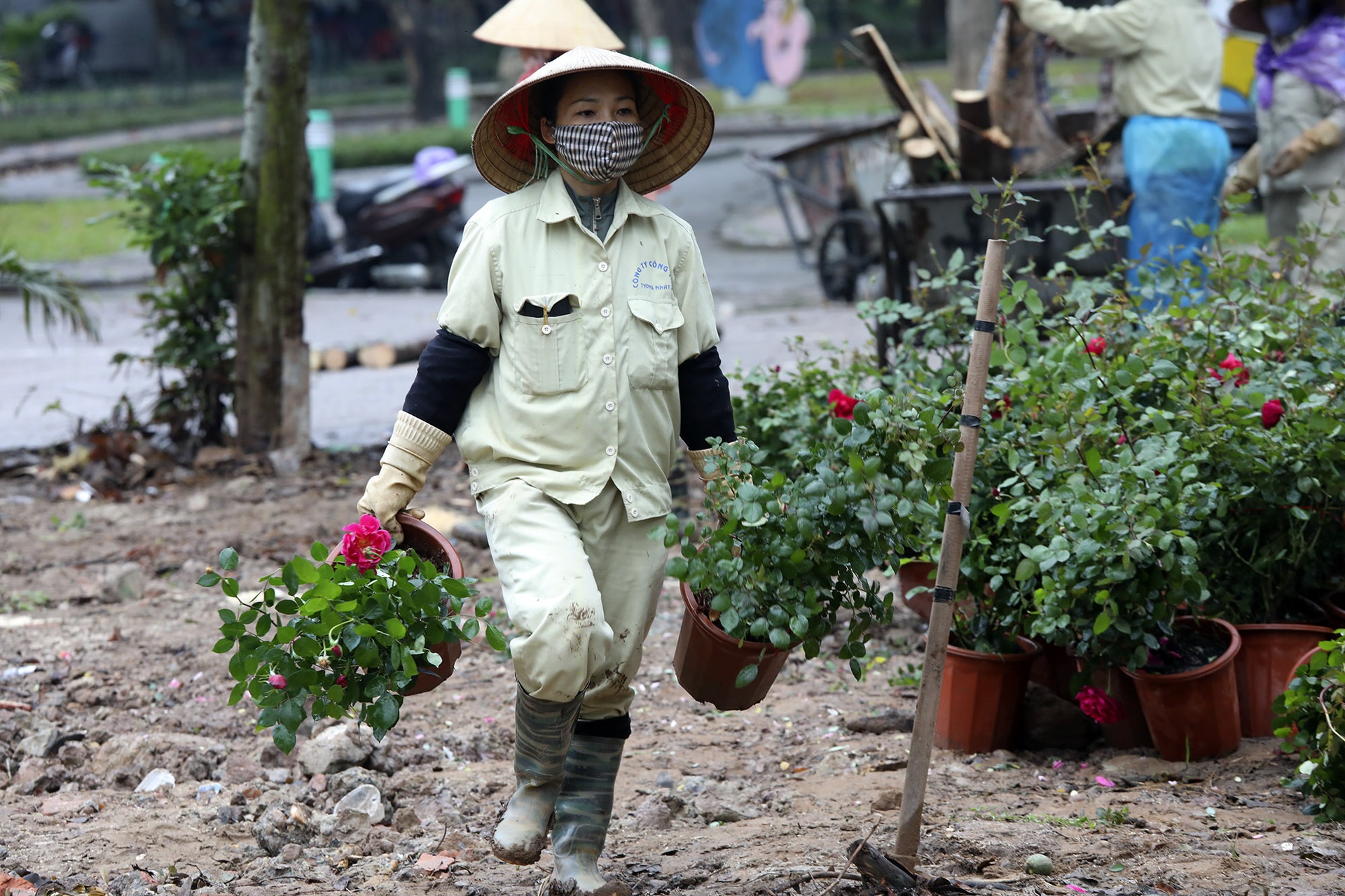Thay 10.000 cây hoa hồng vào vị trí hàng rào vừa phá ở Công viên Thống Nhất - 2 Thay 10.000 cây hoa hồng vào vị trí hàng rào vừa phá ở Công viên Thống Nhất - 2