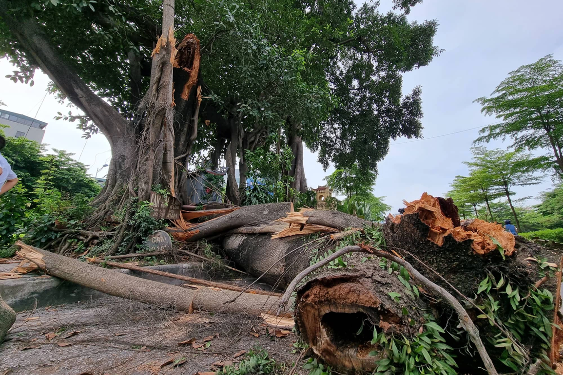 Cây đa trăm tuổi bị gãy nhánh: Chăm sóc cẩn thận vì mang yếu tố tâm linh - 1 Cây đa trăm tuổi bị gãy nhánh: Chăm sóc cẩn thận vì mang yếu tố tâm linh - 1