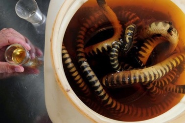 Háo hức thử “mãng xà biển” ở Quảng Bình