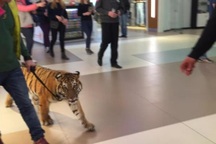 Thản nhiên dắt hổ đi dạo trong trung tâm thương mại