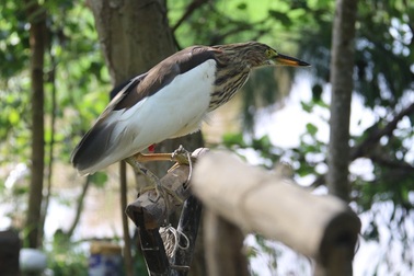 Truy quét, tháo dỡ “thiên la địa võng” tận diệt chim trời