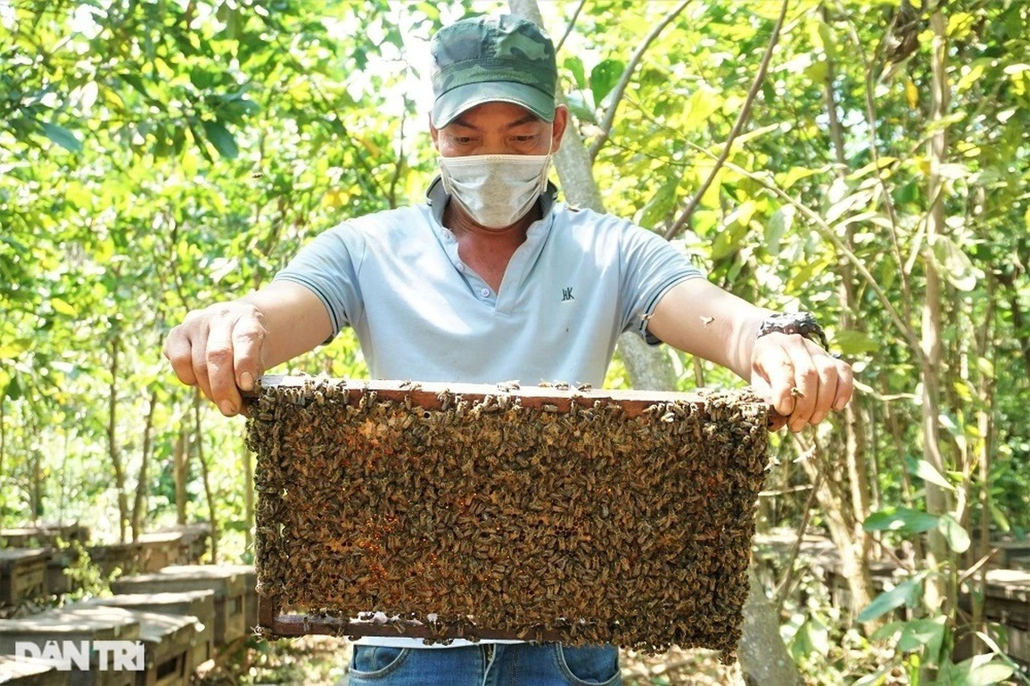 Kiếm bộn tiền từ... tình yêu với loài vo ve - 1 Kiếm bộn tiền từ... tình yêu với loài vo ve - 1