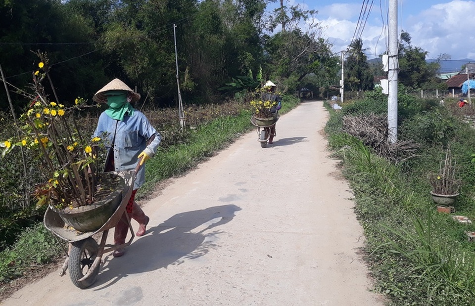 Bình Định: Phụ nữ nông thôn kiếm bộn tiền nhờ “bốc” mai ngày Tết - 3 Bình Định: Phụ nữ nông thôn kiếm bộn tiền nhờ “bốc” mai ngày Tết - 3