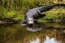 Người phụ nữ bị cá sấu cắn chết trước sự chứng kiến của chồng