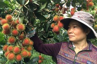 Phát hiện giống chôm chôm mới giá trị kinh tế cao