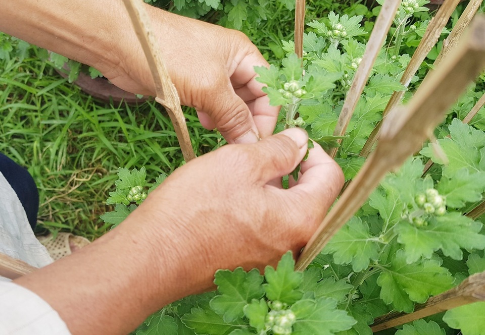 Khánh Hòa: Người trồng hoa cúc hối hả xuống vườn, phập phồng lo đầu ra - 1 Khánh Hòa: Người trồng hoa cúc hối hả xuống vườn, phập phồng lo đầu ra - 1