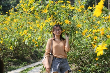 Hoa dã quỳ nở vàng trên núi Ba Vì