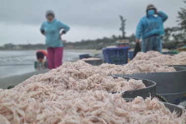 Ngư dân được mùa ruốc, bãi biển nhộn nhịp từ tờ mờ sáng