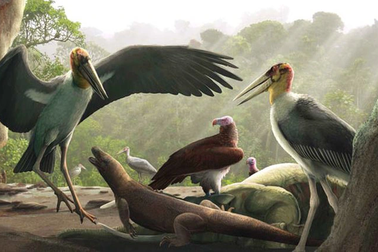 Hãi hùng "quái điểu" Đông Nam Á cao 1,8m sống cùng người tí hon