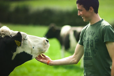 Một ngày ở trang trại những cô bò hạnh phúc