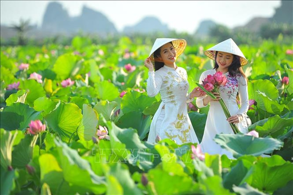 Thơ mộng sen hồng vùng đất cố đô Ninh Bình - 5 Thơ mộng sen hồng vùng đất cố đô Ninh Bình - 5