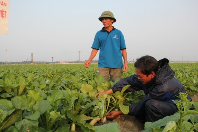 Mô hình trồng rau trên cát